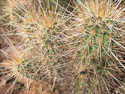 Image of Engelmann's hedgehog cactus