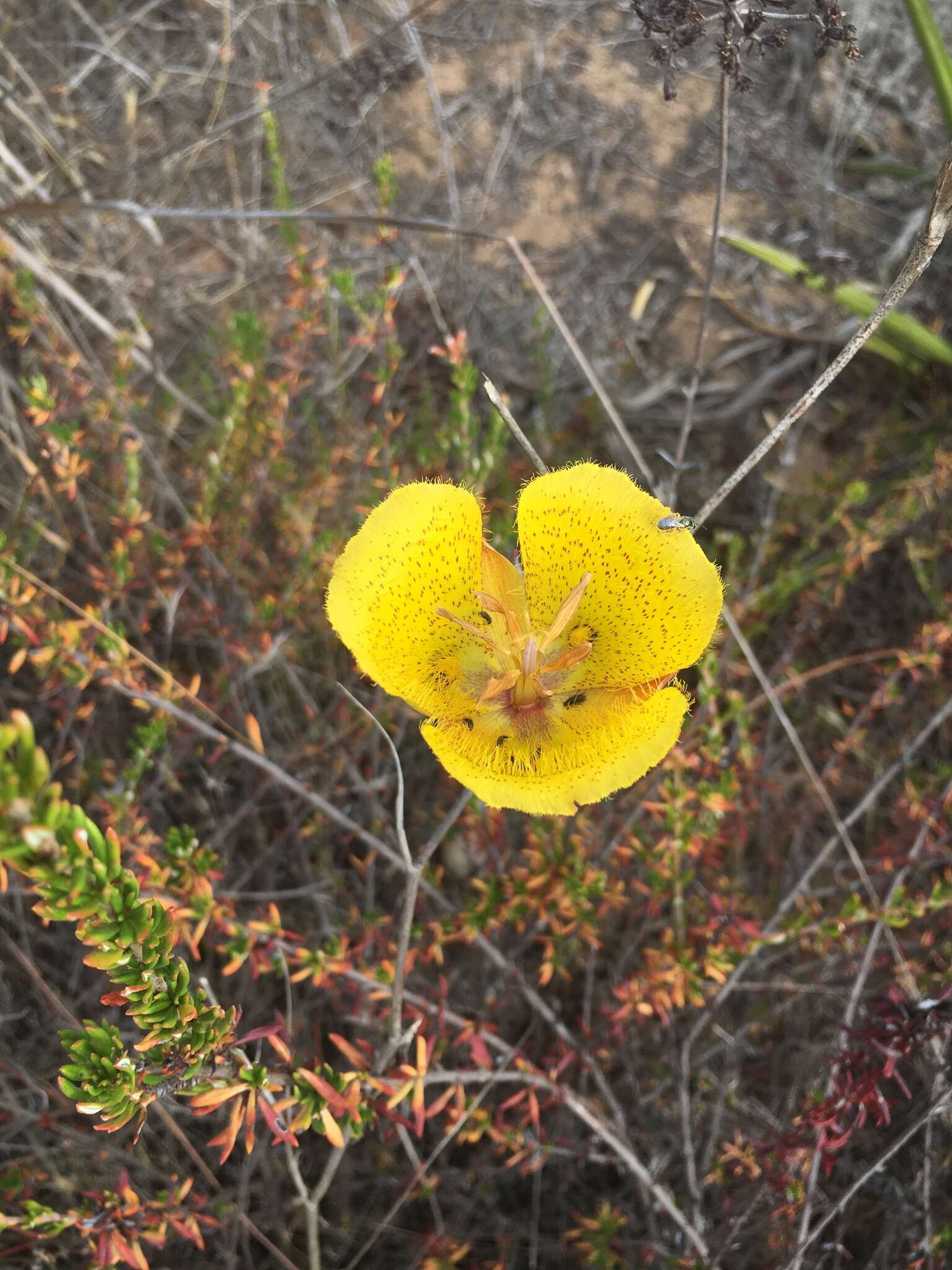 Image of Weed's mariposa lily