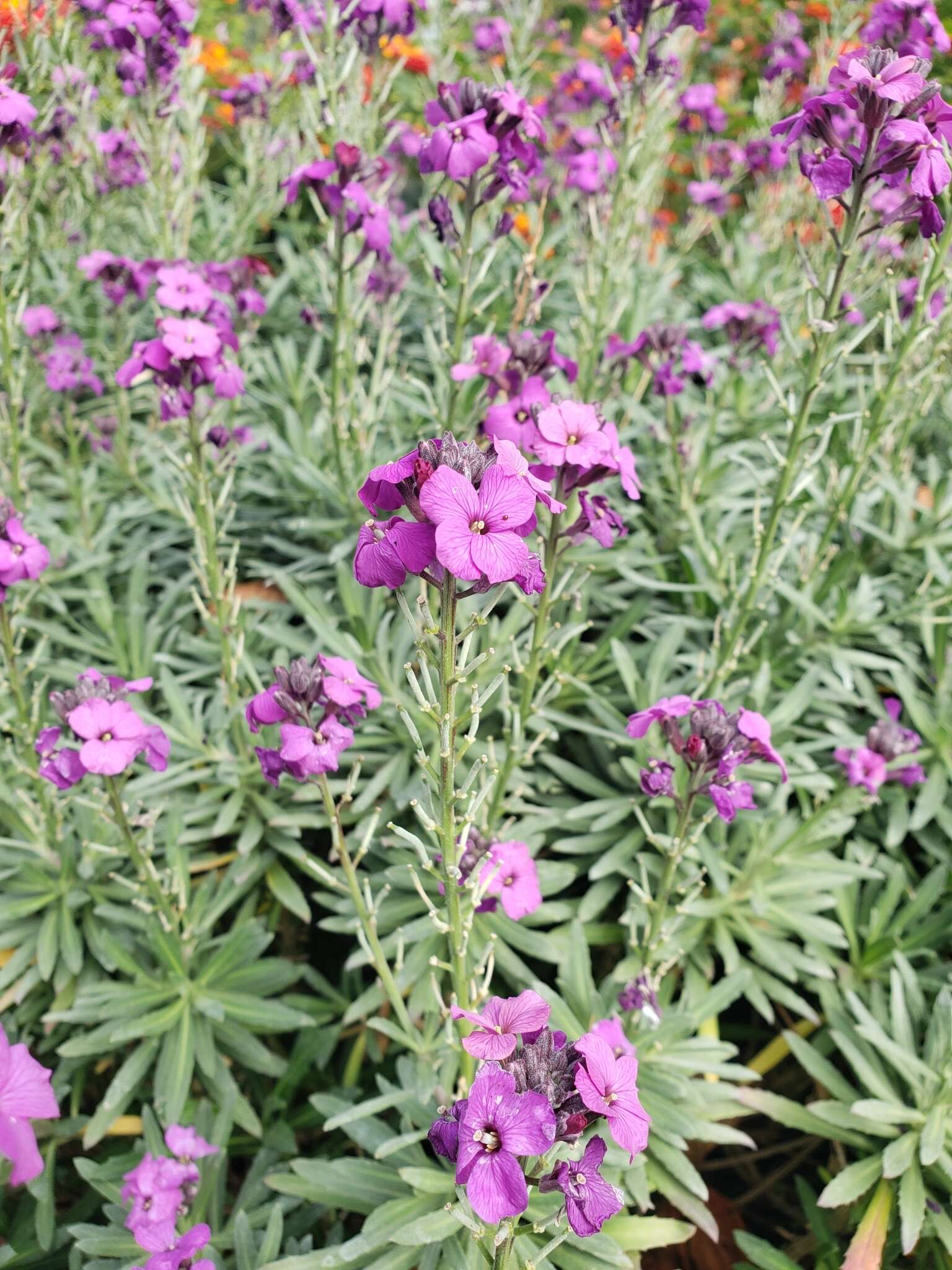 Image of Erysimum linifolium (Pers.) J. Gay