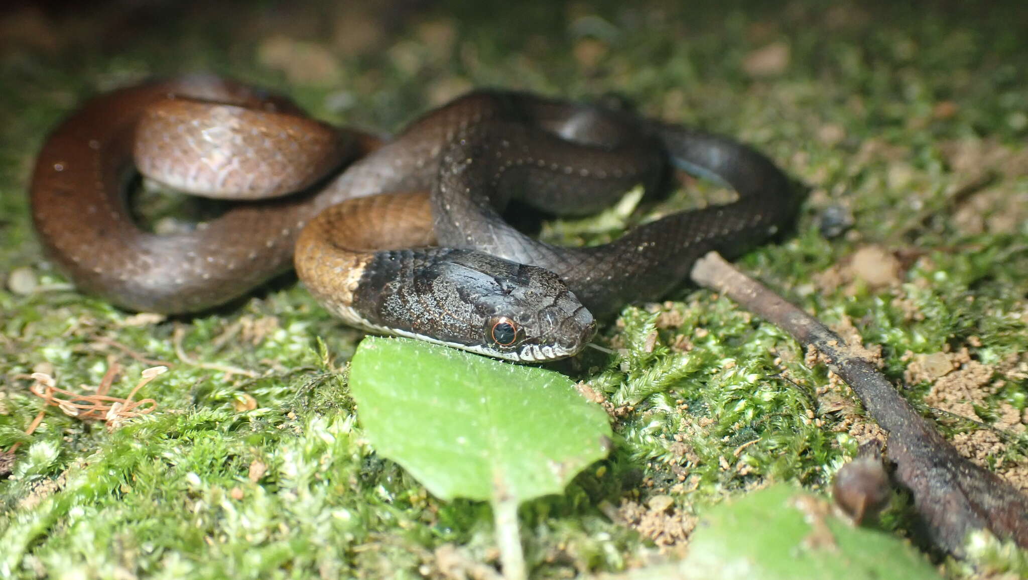 Image of Sibynophis chinensis chinensis (Günther 1889)