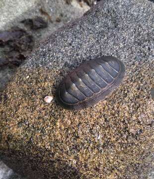 Imagem de Chiton magnificus Deshayes 1827