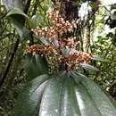 Image of Miconia astroplocama J. D. Sm.