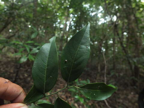 Sivun Diospyros ghatensis B. R. Ramesh & D. De Franceschi kuva