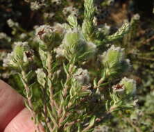 Image of Phylica purpurea Sond.