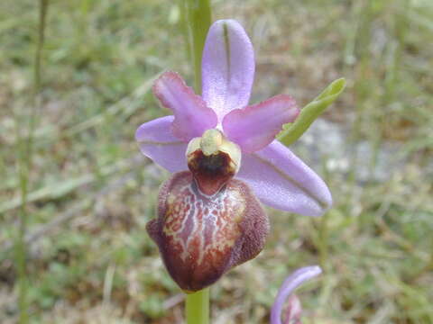 Image of Ophrys sphegodes subsp. aveyronensis J. J. Wood