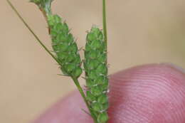 Image of Swan's sedge