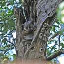 Image of Greater Sportive Lemur