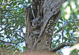 Image of Greater Sportive Lemur