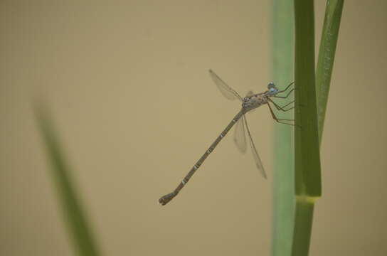 Image de Lestes praemorsus Hagen ex Selys 1862