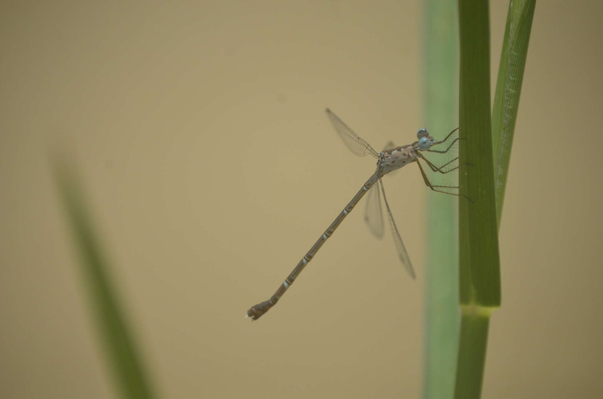 Слика од Lestes praemorsus Hagen ex Selys 1862