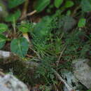 Image of Chaerophyllum involucratum (Hayata) K. F. Chung