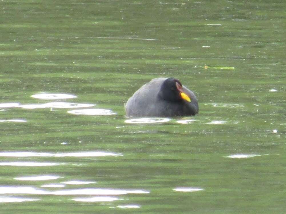 Image of Red-fronted Coot