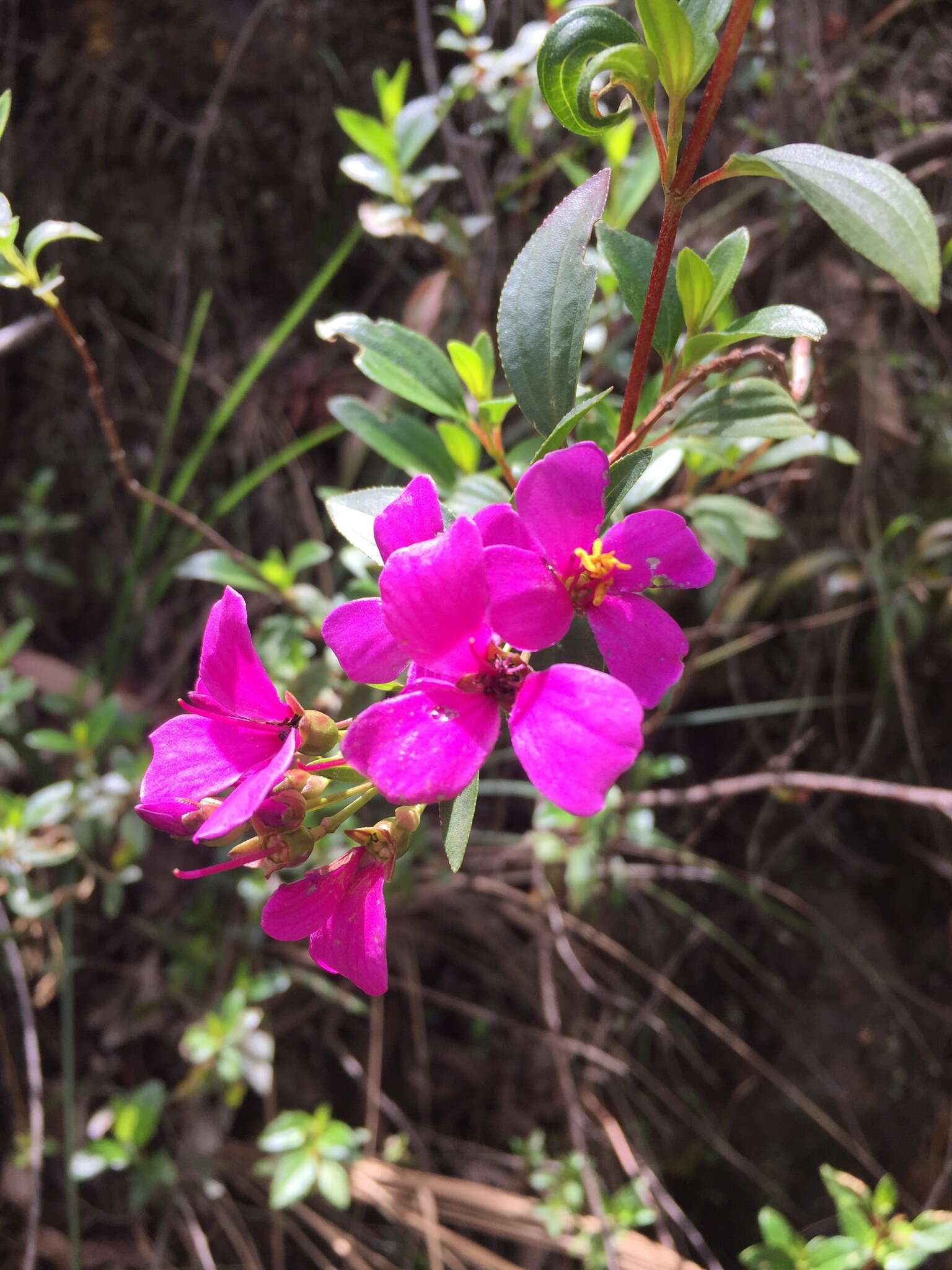 Слика од Bucquetia glutinosa (L. fil.) DC.