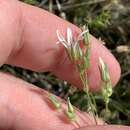 Image of Meadow Valley sandwort