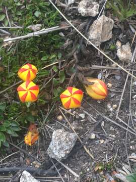 Image of Gentianella hirculus (Griseb.) Fabris