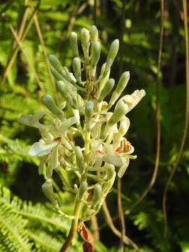 Image of greater galangal