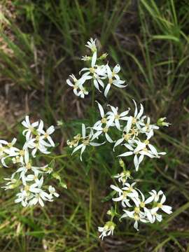 Image of narrowleaf whitetop aster