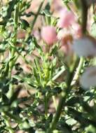 Oenothera suffrutescens (Ser.) W. L. Wagner & Hoch resmi