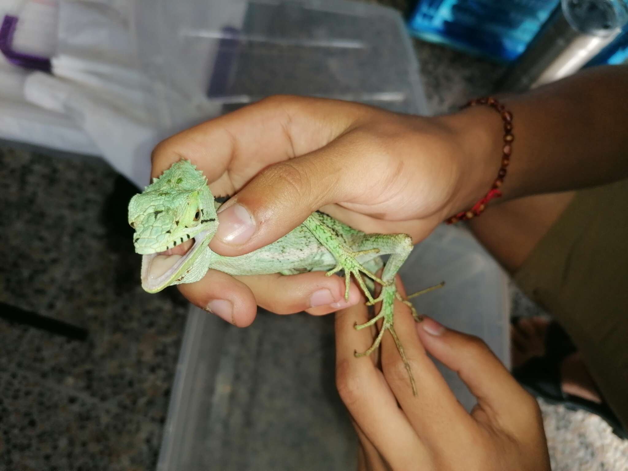 Image of Serrated Casquehead Iguana