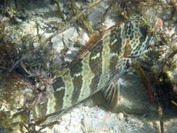 Image of Redlip morwong