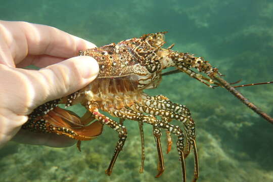 Image of Guinea Chick Lobster