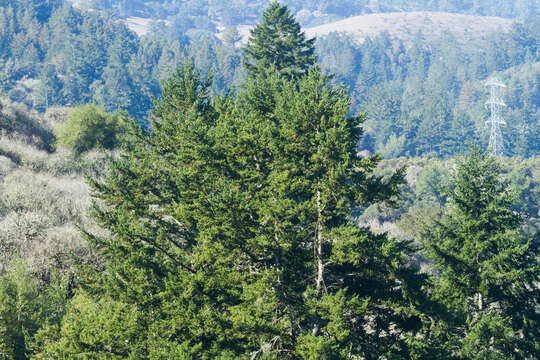 Image of Douglas Fir