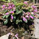 Imagem de Polygala arcuata Hayata