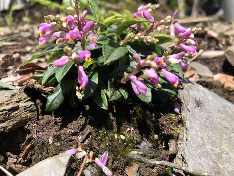 Image of Polygala arcuata Hayata