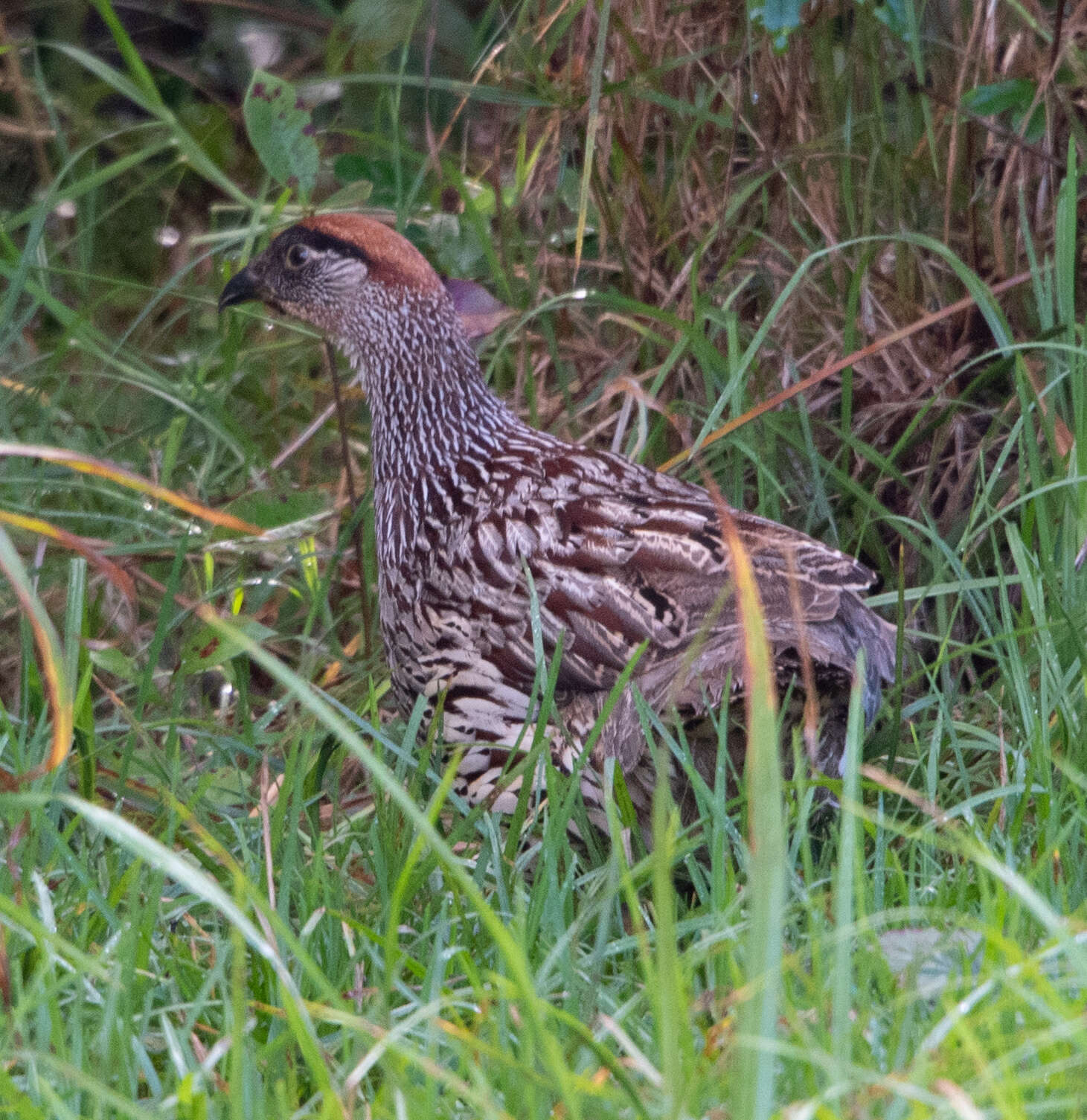 Image of Erckel's Francolin