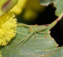 Sivun Cetratus rubropunctatus (Rainbow 1920) kuva