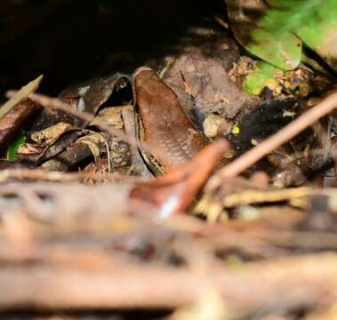 Image of Garnier's Skinks