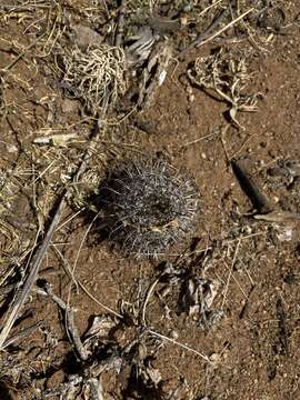 Image of Mammillaria hutchisoniana subsp. louisae (G. E. Linds.) D. R. Hunt