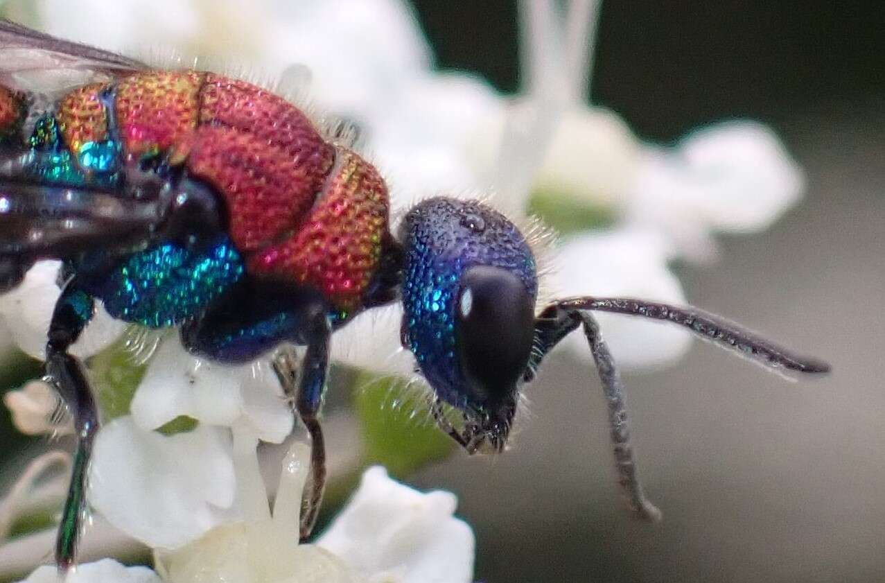 Image of Chrysis viridula L.