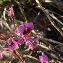 Imagem de Pelargonium psammophilum E. M. Marais