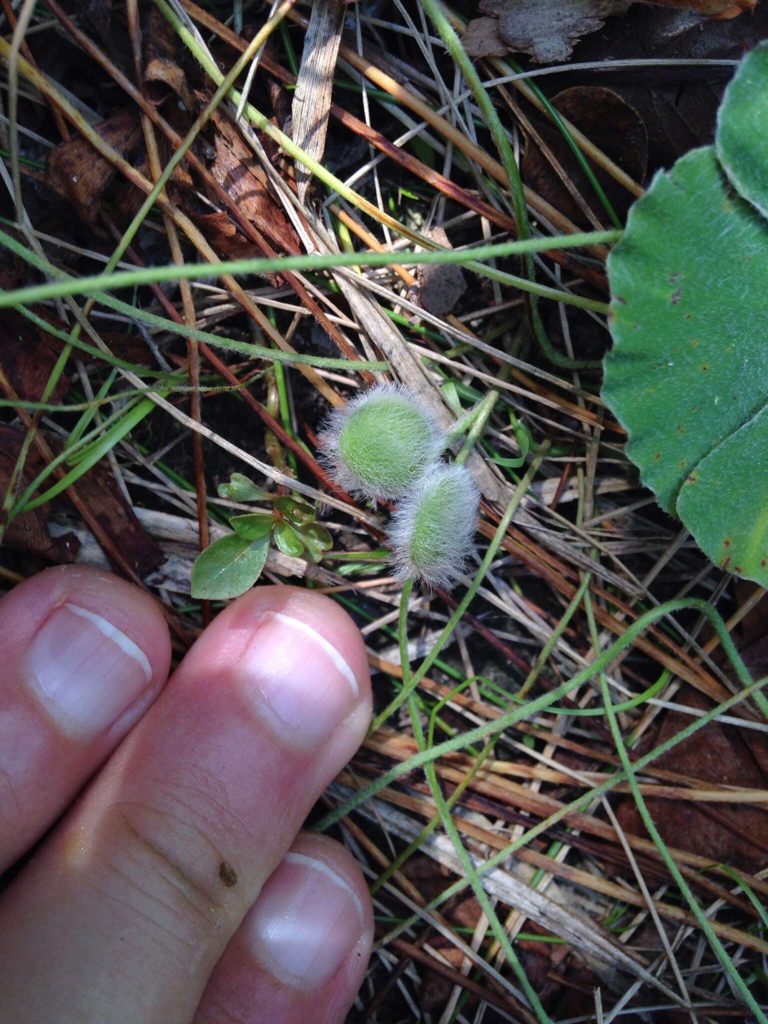 Image of Big-Foot Water-Clover