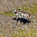 Image of Beach tiger beetle