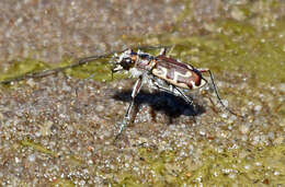 Image of Beach tiger beetle