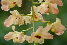 Imagem de Dendrobium moschatum (Banks) Sw.