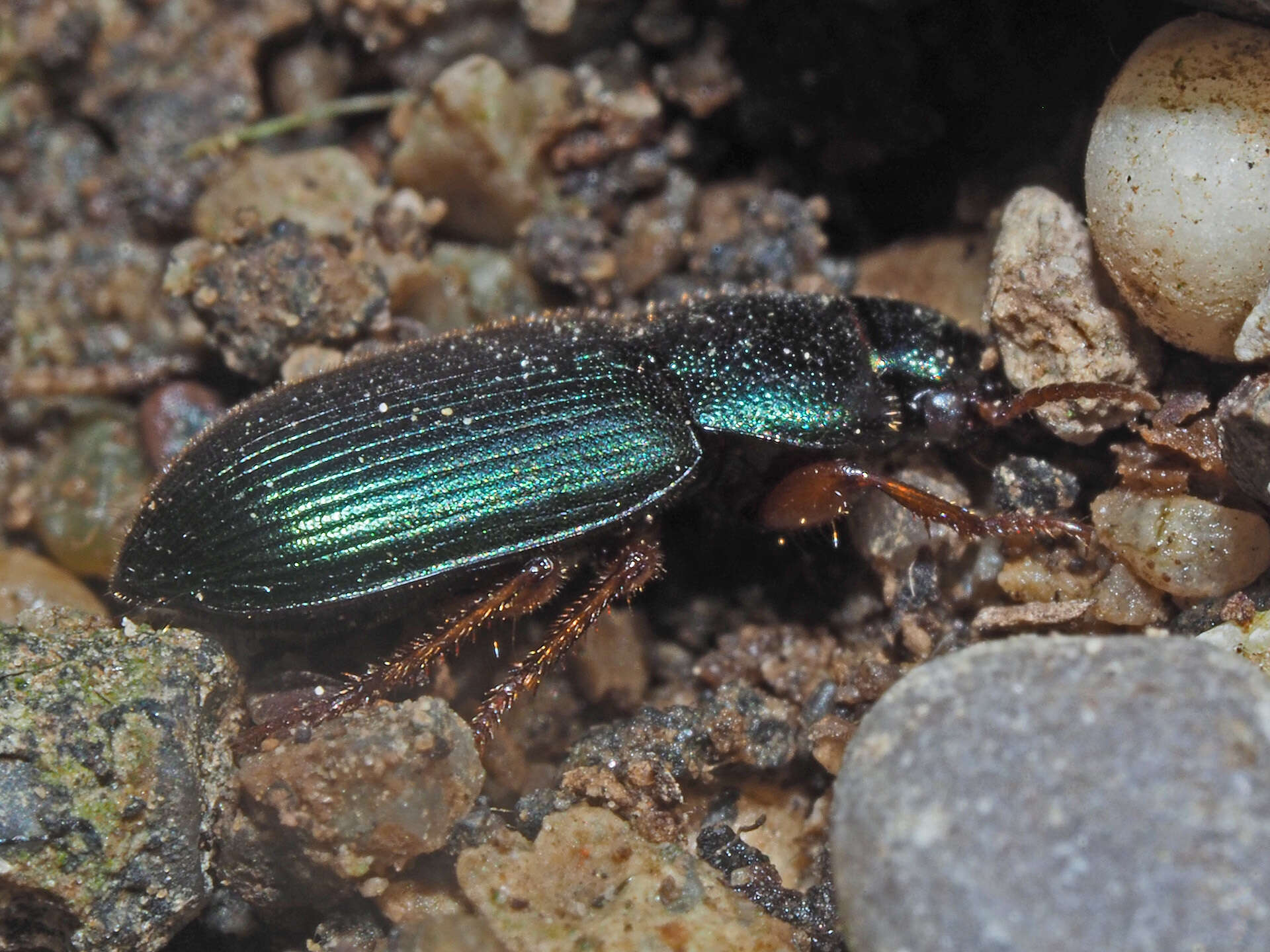 Plancia ëd Ophonus (Hesperophonus) azureus (Fabricius 1775)