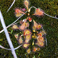 Image de Drosera viridis Rivadavia