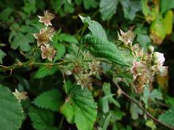 Image of Rubus infestus Weihe ex Boenn.