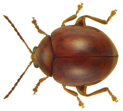 Image of <i>Sphaeroderma rubidum</i> (Graells 1858) Graells 1858