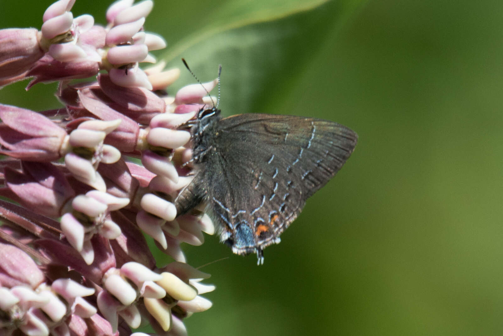 Image of Banded Hairstreak