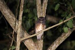 Ninox punctulata (Quoy & Gaimard 1832) resmi