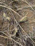 Image of grizzleybear pricklypear