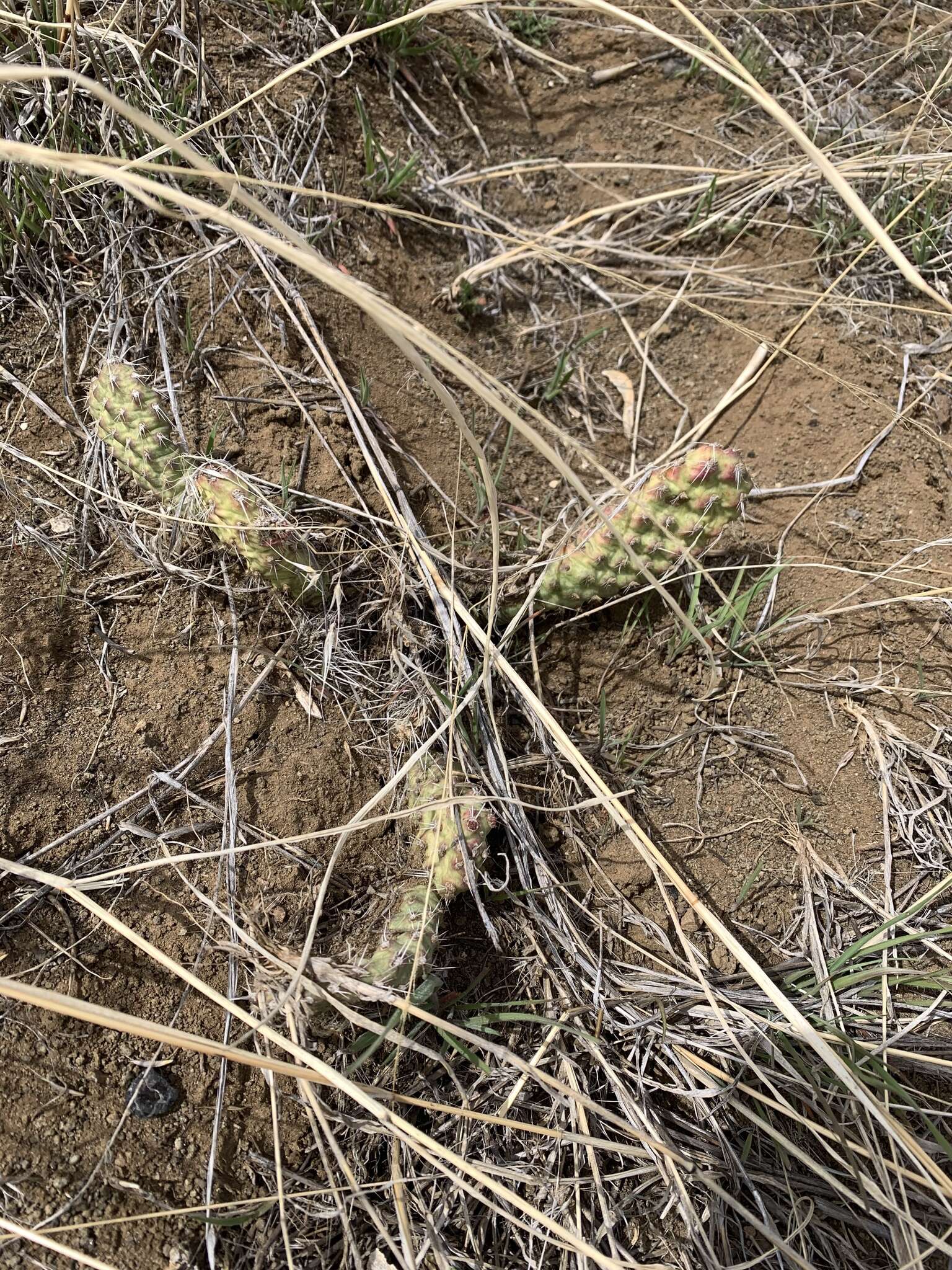 Image of grizzleybear pricklypear