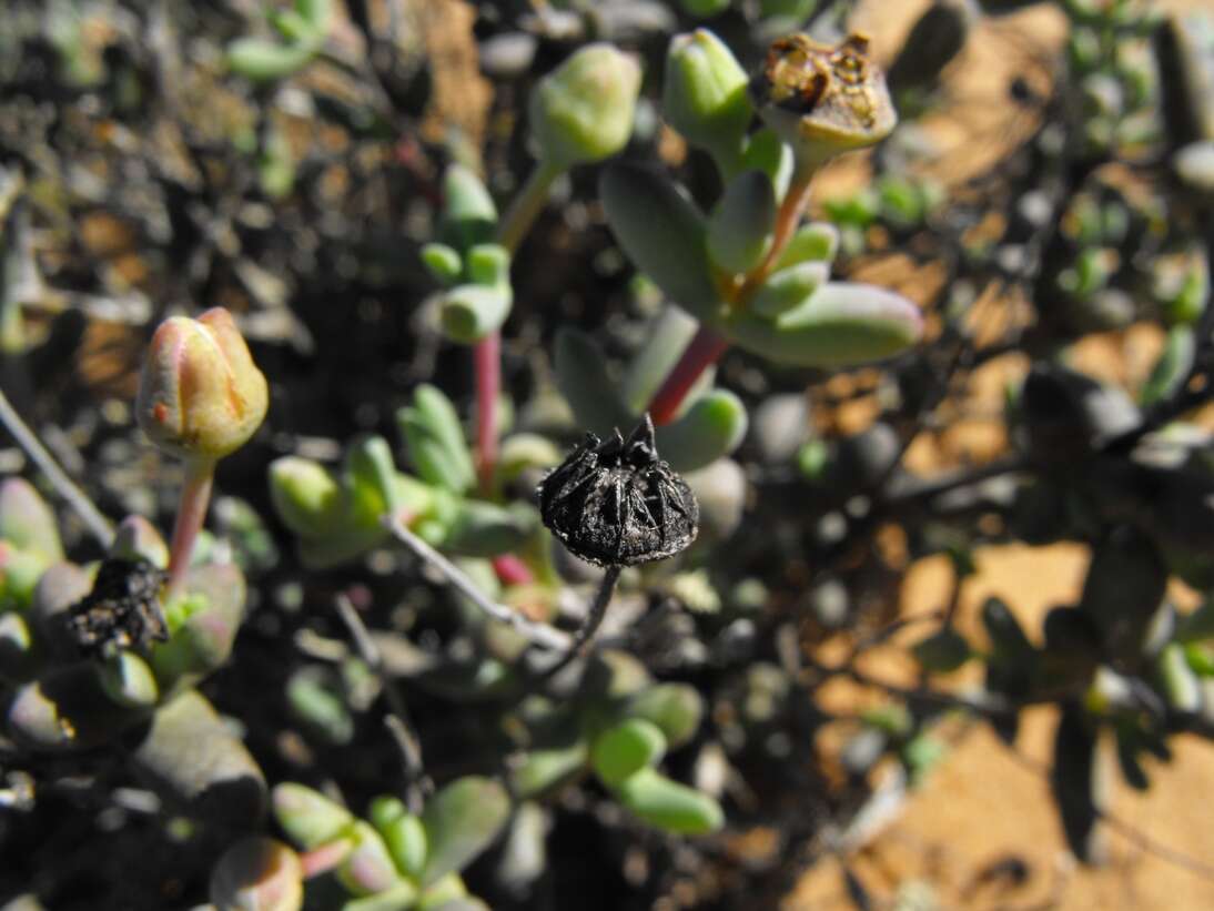 Leipoldtia uniflora L. Bol. resmi