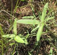 Image de Strophostyles leiosperma (Torr. & A. Gray) Piper