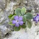 Primula albenensis E. Banfi & R. Ferlinghetti resmi