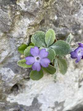 Image of Primula albenensis E. Banfi & R. Ferlinghetti